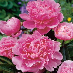 Pionslekta - Edulis Superba - Paeonia