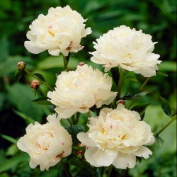 Pionslekta - Festiva Maxima - Paeonia