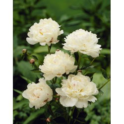 Pionslekta - Festiva Maxima - Paeonia