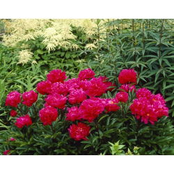 Пеонія, Півонія Карл Розенфілд - цибулина / бульба / корінь - Paeonia