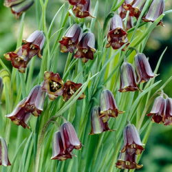 Fritillary của Elwes, Fritillaria elwesii - 5 chiếc - 