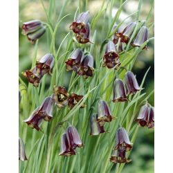 Fritillary của Elwes, Fritillaria elwesii - 5 chiếc - 
