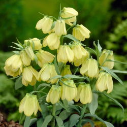 Frillillary hoa nhợt nhạt - Fritillaria pallidiflora - 