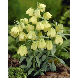 Frillillary hoa nhợt nhạt - Fritillaria pallidiflora - 