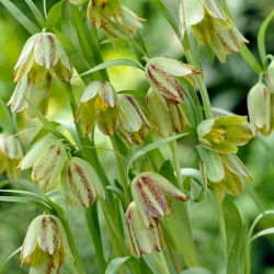 Fritillary Hermonia - Fritillaria hermonis ssp. amana - 5 chiếc. - 