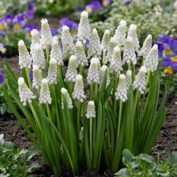 Tigru Siberian Muscari - Tigru Siberian - 10 bulbi