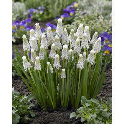 Tigru Siberian Muscari - Tigru Siberian - 10 bulbi