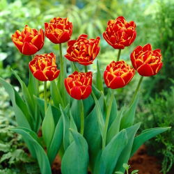 Tulip Allegretto - 5 stk