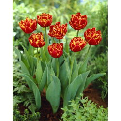 Tulip Allegretto - 5 stk