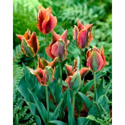 Tulip Artist - 5 buc.