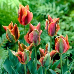 Tulip Artist - 5 buc.