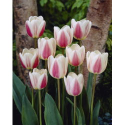 Туліпа Красивий Світ - Тюльпан Красивий Світ - 5 цибулин - Tulipa Beau Monde