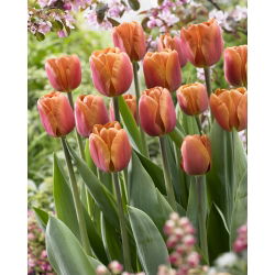 Tulipa Kahverengi Şeker - Lale Kahverengi Şeker - 5 ampul - Tulipa Brown Sugar