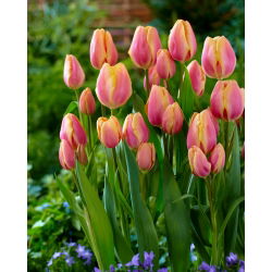 Tulpės Dragon King - pakuotėje yra 5 vnt - Tulipa Dragon King