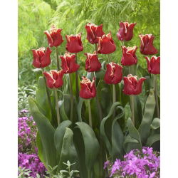 טוליפ אלגנטי כתר - 5 יח ' - Tulipa Elegant Crown