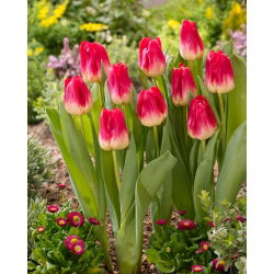 Trận đấu hoa tulip - Trận đấu hoa tulip - 5 củ giống - Tulipa Match