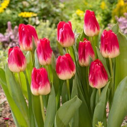 Trận đấu hoa tulip - Trận đấu hoa tulip - 5 củ giống - Tulipa Match