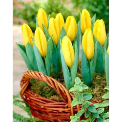 Tulipa Mini Star - Tulip Mini Star - 5 lampu