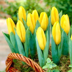 Tulipa Mini Star - Tulip Mini Star - 5 lampu