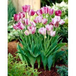 Tulpės Modern Style - pakuotėje yra 5 vnt - Tulipa Modern Style