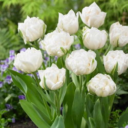 Tulipa Mount Tacoma – Tulpe Mount Tacoma - 5 Zwiebeln