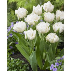 Tulipa Mount Tacoma - Tulip Mount Tacoma - 5 bulbs