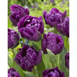Tulpės Negrita Double - pakuotėje yra 5 vnt - Tulipa Negrita Double