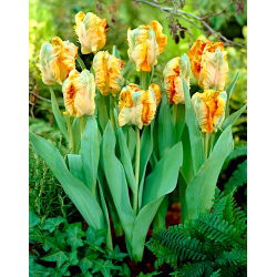 الملك توليب الببغاء - الملك توليب الببغاء - 5 البصلة - Tulipa Parrot King