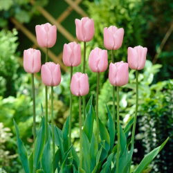 Tulipa Pink Diamond - Tulip Pink Diamond - 5 kvetinové cibule