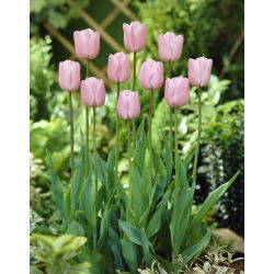 Tulipa Pink Diamond - Tulip Pink Diamond - 5 kvetinové cibule