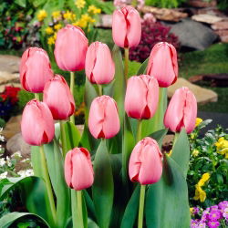 Tulipa Pink Impression - Tulip Pink Impression - 5 lukovica