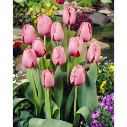 Tulipa Pink Impression - Tulip Pink Impression - 5 lukovica