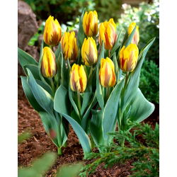 Tulipan Ravana - pakke med 5 stk - Tulipa Ravana