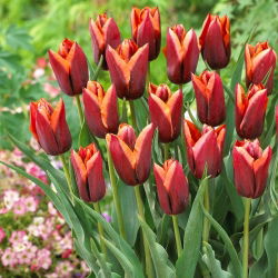 Tulipa Slawa - Tulip Slawa - 5 lampu