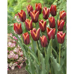 Tulipa Slawa - Tulip Slawa - 5 lampu