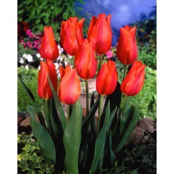Tulipa Temple Of Beauty - Tulip Temple Krásy - 5 kvetinové cibule