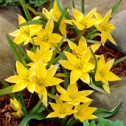 Tulipa Urumiensis - Tulip Urumiensis - 5 soğan