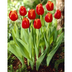 Tulipa Verandi - Tulip Verand - 5 lampu