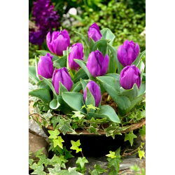 Tulipa Baby Blue - Tulip Baby Blue - 5 lampu