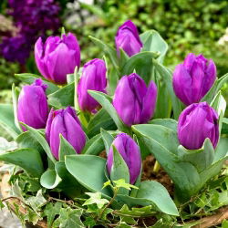 Tulipa Baby Blue - Tulip Baby Blue - 5 lampu