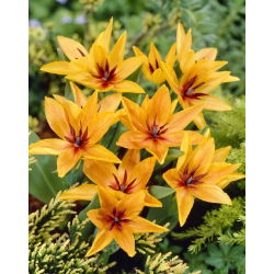Tulip pemberian Inca - Tulip pemberian Shogun - 5 lampu - Tulipa Praestans Shogun