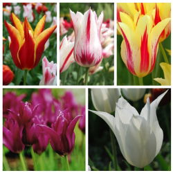 Lily – tulip berbunga - Pilihan varietas yang paling menarik– 50 pcs - 