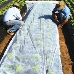 Bulu pegas (agrotextile) - perlindungan tanaman untuk tanaman sehat - 3,20 mx 20,00 m - 