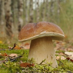 Penny bun, cep, porcino, porcini - frisk spawn (mycel) - større pakke - 
