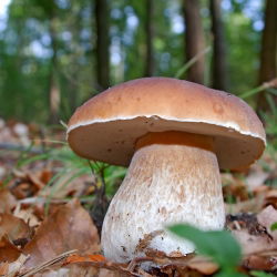 Sommer cep - frisk spawn (mycel) - større pakke - 