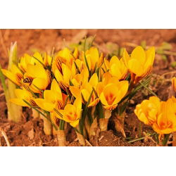 Crocus Orange Monarch - 10 pcs. - 