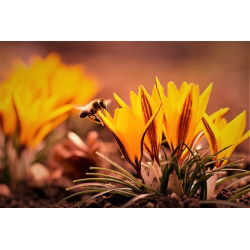 Crocus Orange Monarch - 10 pcs. - 