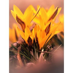 Crocus Orange Monarch - 10 pcs. - 