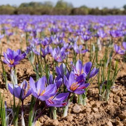 Crocus Sativus - Saffron - pek besar! - 200 pcs - 