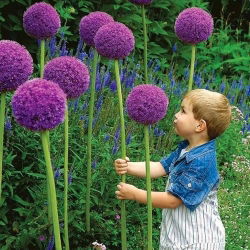 Allium giganteum - XXL